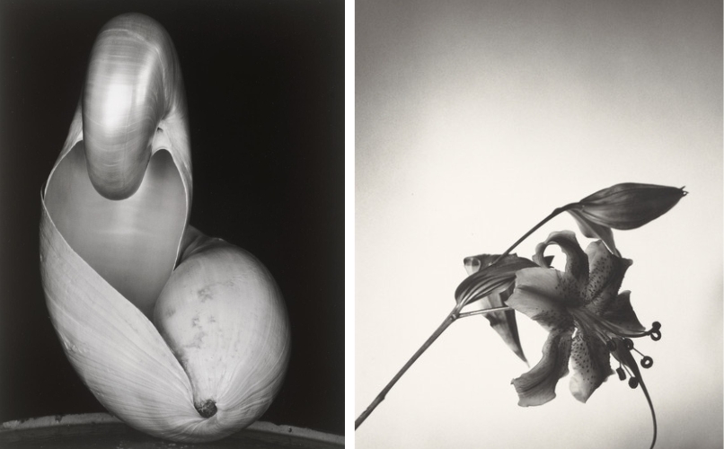 Photo of a shell by Edward Weston and a photo of a lily by Robert Mapplethorpe  click for more information about this exhibition