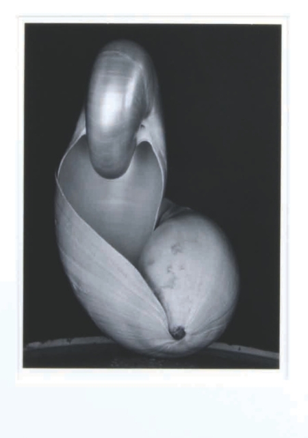 Edward Weston, Shell, 1927 Gelatin Silver Print