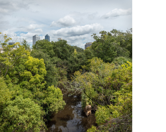 mccoys creek above park street