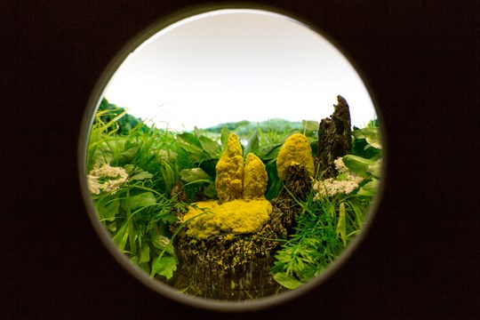 a view through a hole with greenery inside