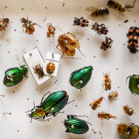 a variety of bugs pinned to a board for study
